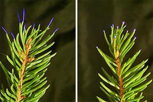 Corona Spruce needles