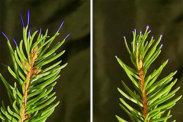 Corona Spruce needles